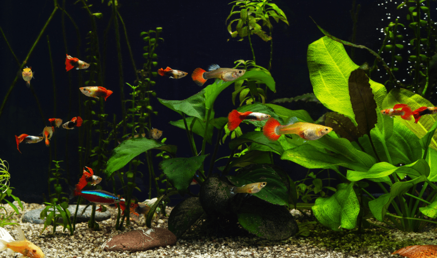 Fish Store And More