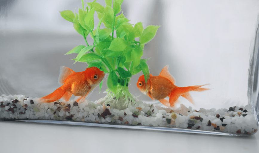 Fish Store And More